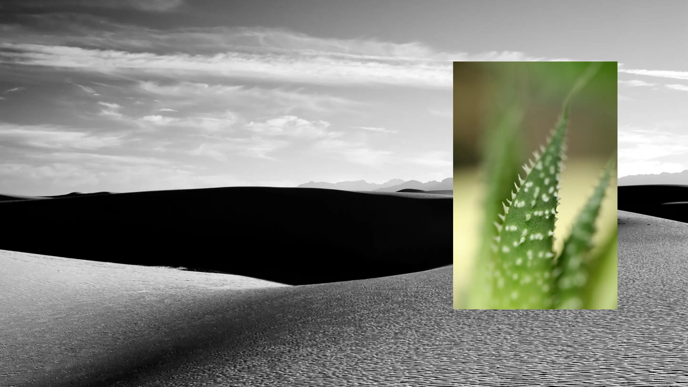 Black-and-white sand dunes with aloe leaf.